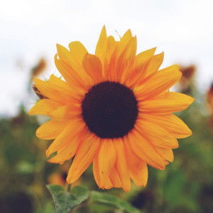 Endah Wahyuningsih profile icon