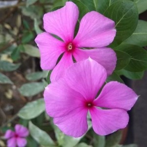 Syaheeda Nafisah profile icon