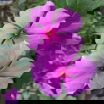 Syaheeda Nafisah profile icon