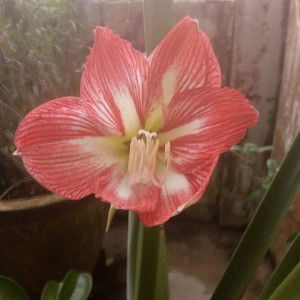 Sim Siew Ting profile icon