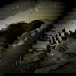 Dhianne Cayetano Sinfuego profile icon