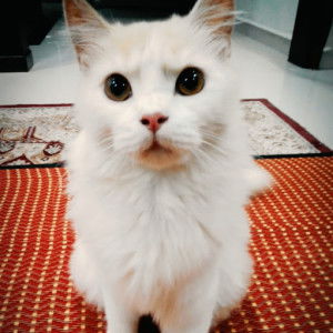 Meow Meow profile icon