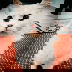 Meow Meow profile icon