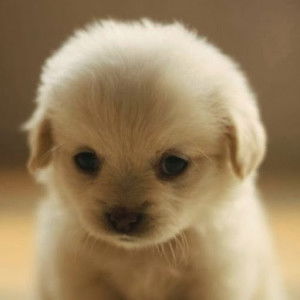 kieu trang profile icon