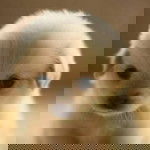 kieu trang profile icon