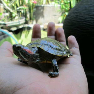 Rama Narendra Indra Pratama profile icon