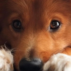 Jane Fernandez profile icon