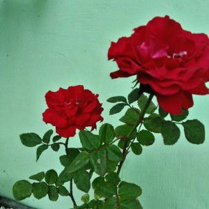 Dhewy Noer Fatimah profile icon