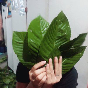 สักวัน อย่างที่บอก. profile icon