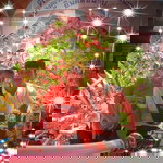 Nim Phaerw Polsana profile icon