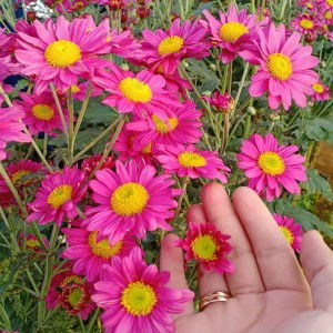 Salma Rani Abdullah profile icon