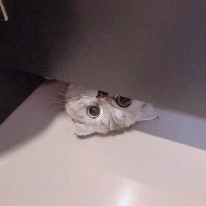 Sililukaiewlek Punut profile icon