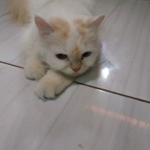 ayu afi profile icon