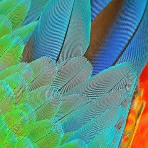 cecilia profile icon