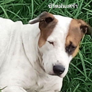 Mothertobe profile icon