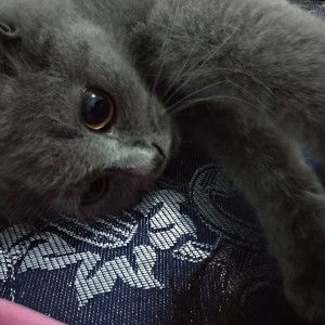 Rumah Daster profile icon