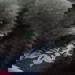 Rumah Daster profile icon