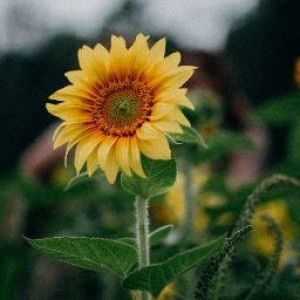 Quinn Tin Valenton profile icon