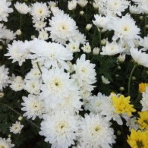 nurul fajrina profile icon