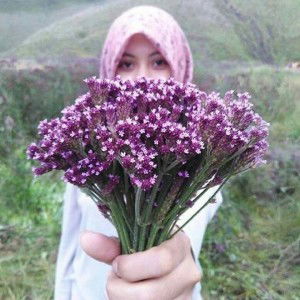 Novia Anggraeni profile icon