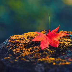 Strawberry profile icon