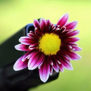 Rumaysah AR profile icon