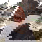 Nining Septiani profile icon