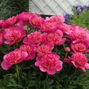 Sherryl Regala profile icon