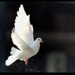 Nurunhuda Nisaleh profile icon