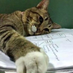 Anisa Zulaika profile icon