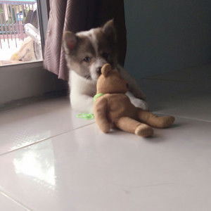 ภูผา profile icon