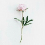 Hilmiamia 95 profile icon