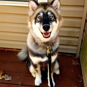 Eleven❤️ profile icon