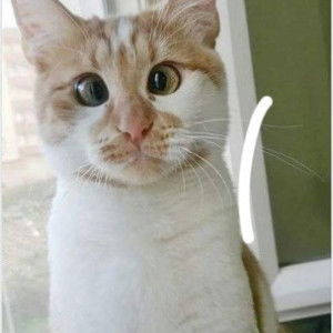 shareena profile icon