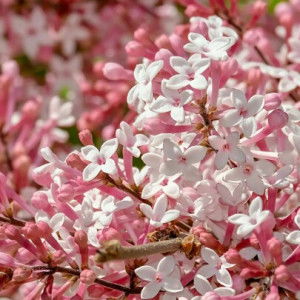 Dewi Pebruani profile icon