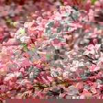 Dewi Pebruani profile icon