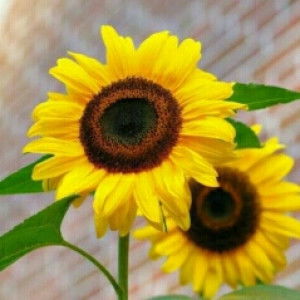 Bunda dari dua anak perempuan profile icon