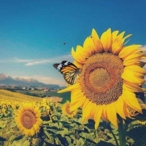 Itasari Sugama profile icon