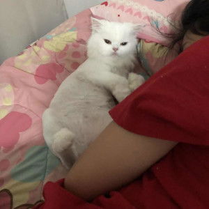 pornchita j profile icon