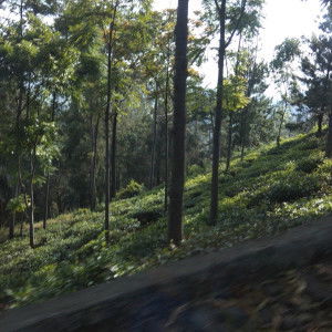 I C A ♥️ profile icon