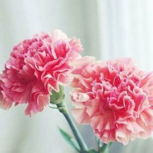 Widiyaningrum Miyasafitri profile icon