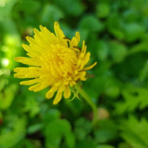 Thanh Mai profile icon