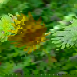 Thanh Mai profile icon