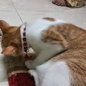 Adibah Rahim profile icon