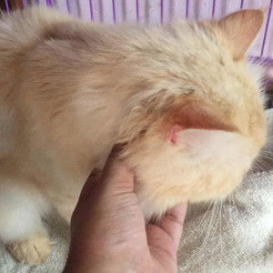 Mutya Maharani profile icon