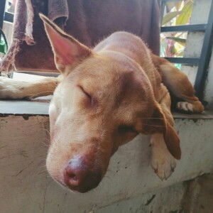 Zelaaaah profile icon