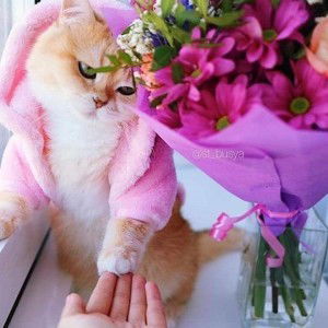 Sintya Dwi Monica profile icon