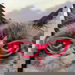 pinkmafia zaza profile icon