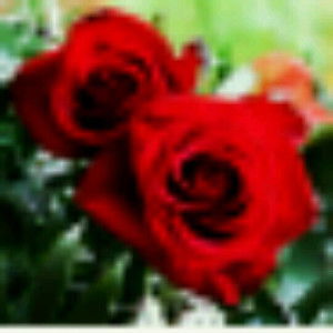 rida mareeda profile icon