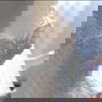 Linda Mulia profile icon